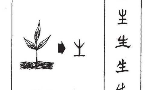 草珊瑚的副作用和禁忌-草珊瑚的副作用和禁忌、草珊瑚神奇功效 -草珊瑚副作用网